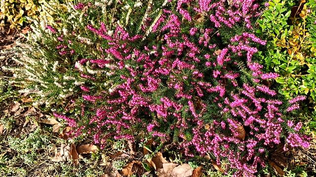 März 2020. Im Park des GDA in Hannover. Krokusse, Narzissen und Heidekraut.