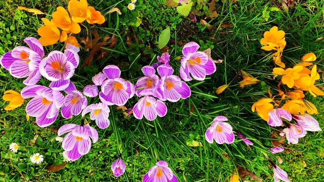 März 2020. Im Park des GDA in Hannover. Krokusse, Narzissen und Heidekraut.