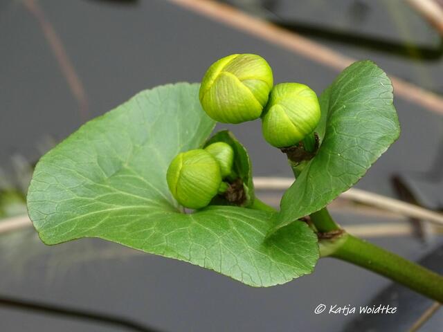 Kreuz und quer durch den Garten im März - Sumpfdotterblume (Caltha palustris) (Foto: Katja Woidtke)