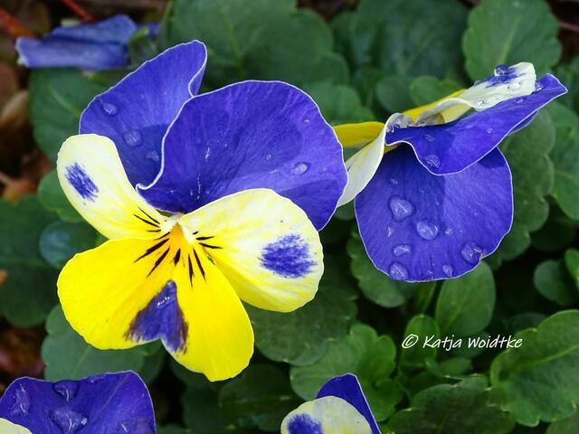 Kreuz und quer durch den Garten im März - Hornveilchen (Viola cornuta) (Foto: Katja Woidtke)