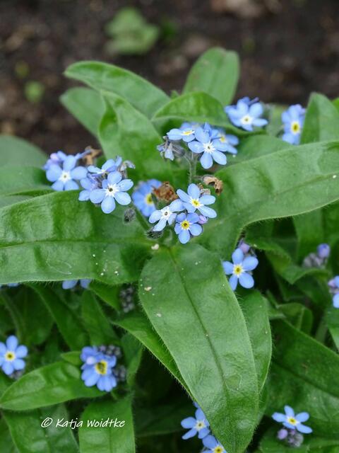 Kreuz und quer durch den Garten im März - Vergissmeinnicht (Myosotis) (Foto: Katja Woidtke)