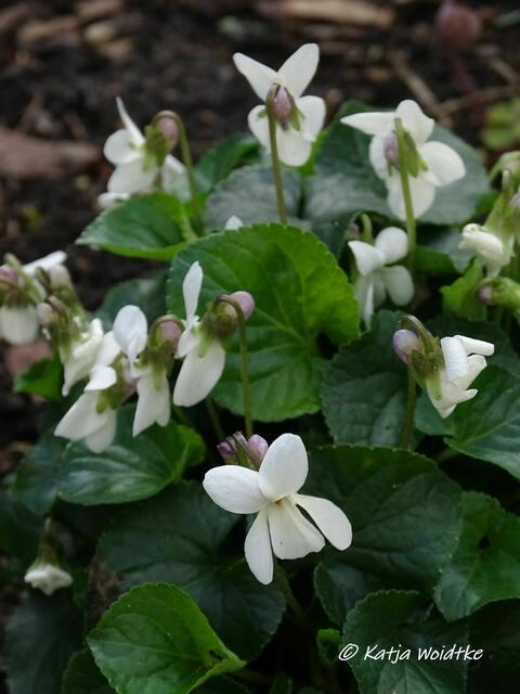Kreuz und quer durch den Garten im März - Duftveilchen (Viola odorata) (Foto: Katja Woidtke)