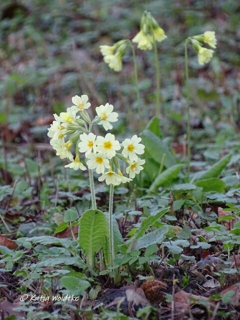 Scillablüte auf dem Lindener Bergfriedhof - 2020 (Foto: Katja Woidtke)
