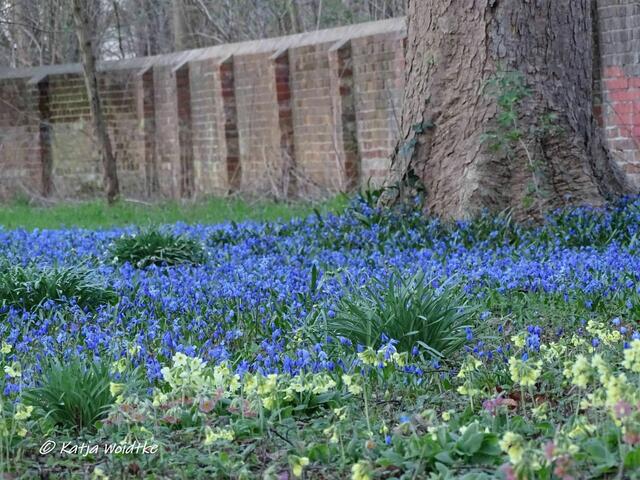 Scillablüte auf dem Lindener Bergfriedhof - 2020 (Foto: Katja Woidtke)