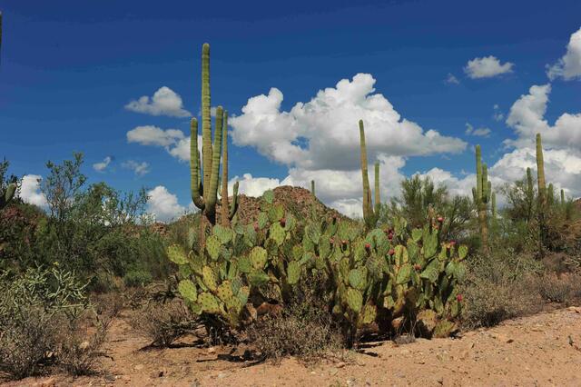 Arizona-einst Apachenland
