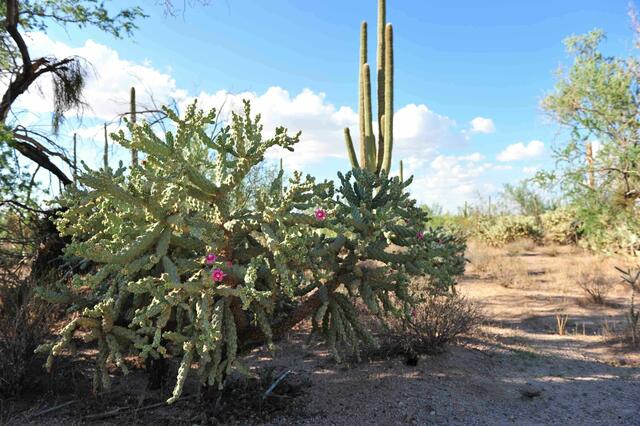 Arizona-einst Apachenland