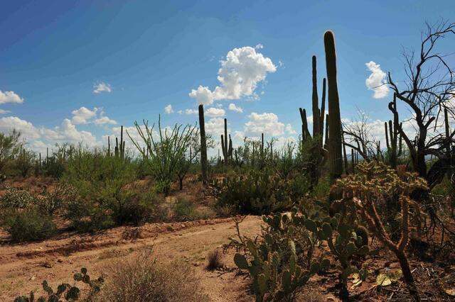 Arizona-einst Apachenland