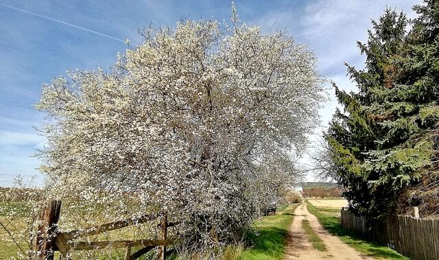 Sonntagsspaziergang in den Frühling am 15.3.2020 !