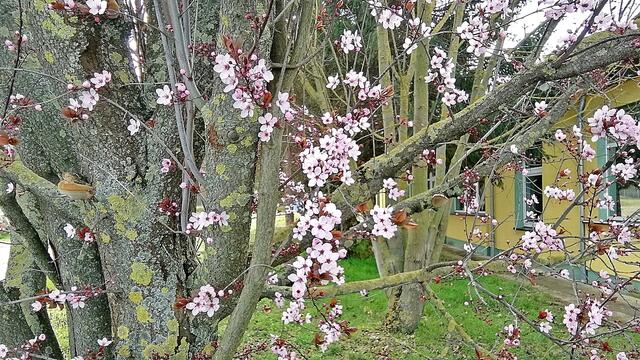 Sonntagsspaziergang in den Frühling am 15.3.2020 !