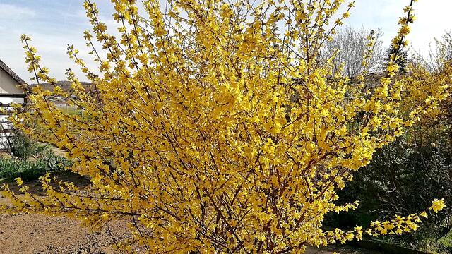 Sonntagsspaziergang in den Frühling am 15.3.2020 !