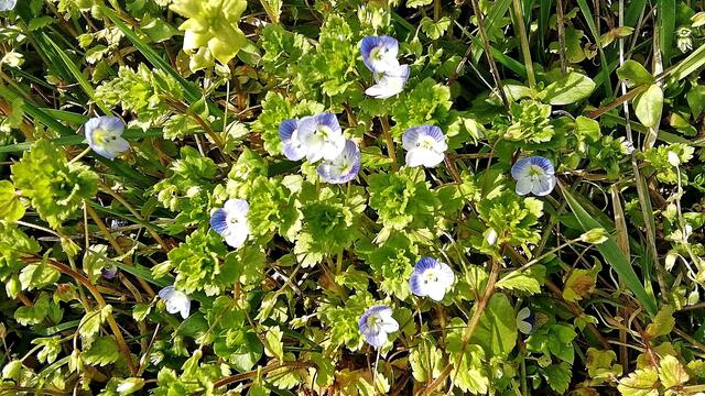 Sonntagsspaziergang in den Frühling am 15.3.2020 !
