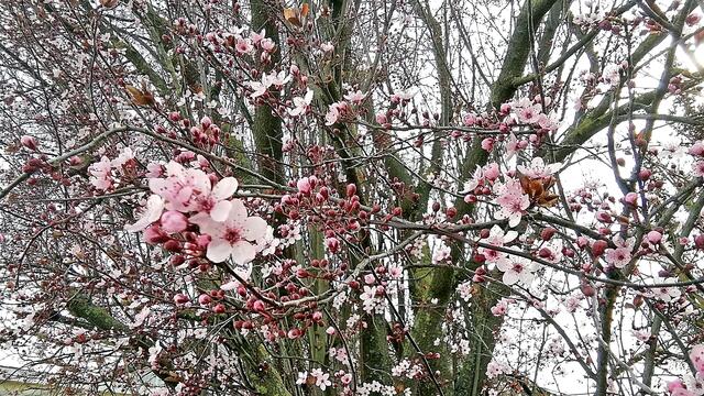 Sonntagsspaziergang in den Frühling am 15.3.2020 !