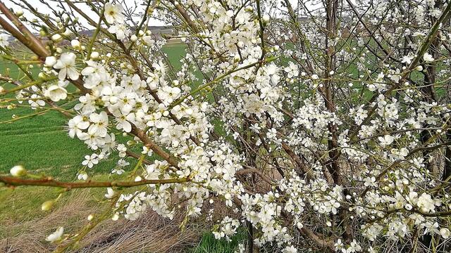 Sonntagsspaziergang in den Frühling am 15.3.2020 !