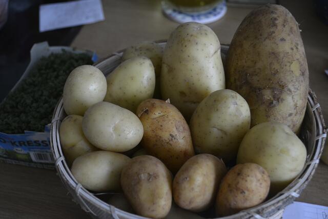 Sieglinde, Annabell, Grumbeere und Agate (v.l.n.r.)