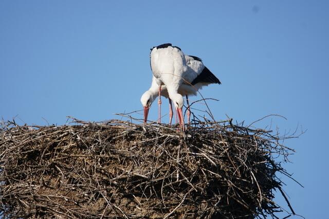 Grasdorfer Storchenpaar