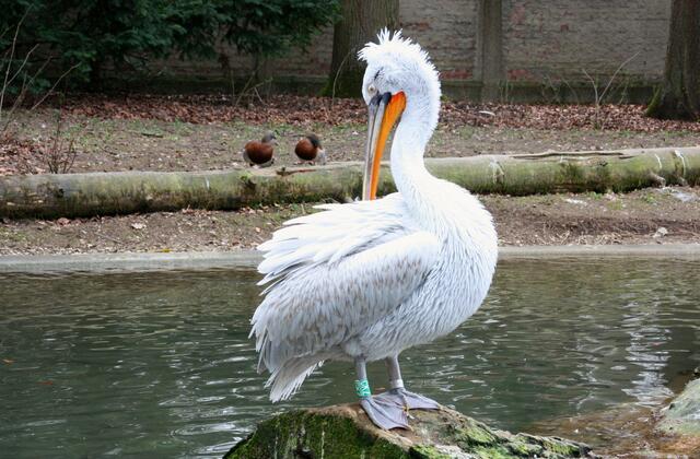 ,,Putzen, putzen, putzen!"