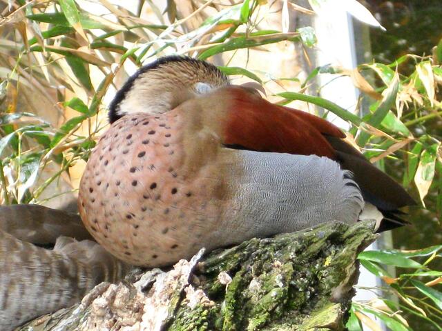 ,,Ich schlafe mal zwei Wochen!"