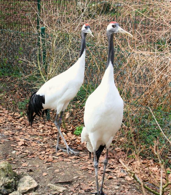,,Muss´t du mir ständig nachlaufen?"