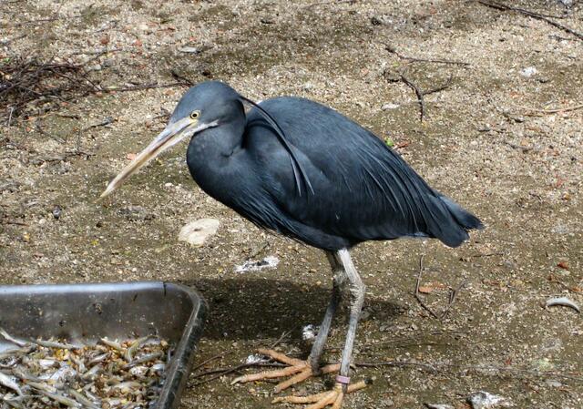 ,,Weh, und das soll man fressen!"