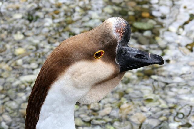 ,,Vor Langeweile wächst einem ja Horn auf dem Kopf!"