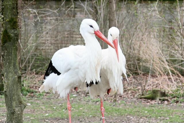 ,,Ich glaube wir sollten wider nach Afrika!"