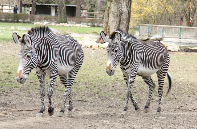 ,,Also, eine Runde dreh ich noch mit!"