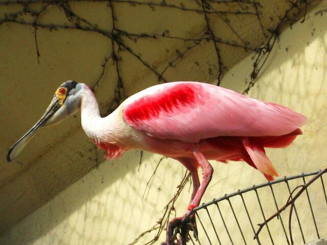 ,,Wenn ich nicht bald Krebse kriege, verliere ich meine Farbe!"