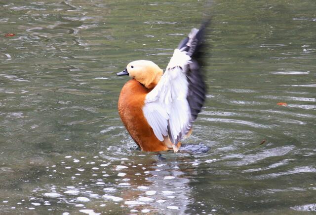 ,,Ist den niemand da?"