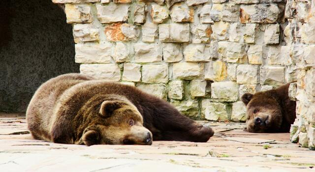 ,,Schlafen, schlafen, schlafen!"