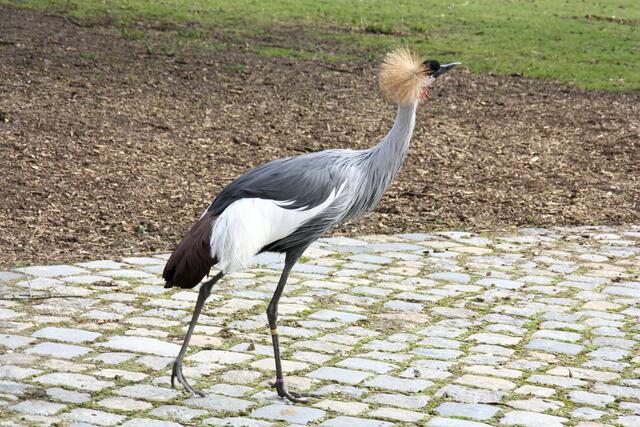 ,,Normalerweise laufen doch die Menschen hier!"