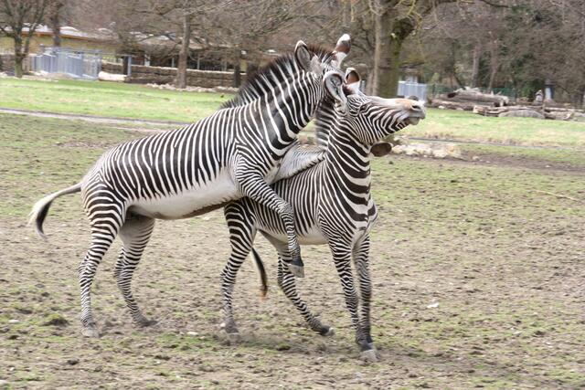,,Kämpfen wir noch eine Runde!"