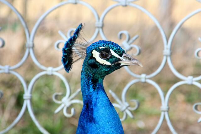 ,,Was nützt die ganze Schönheit, wenn es niemand sieht!"
