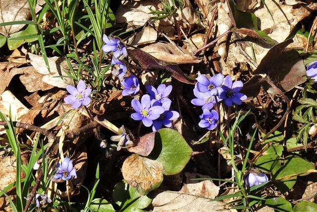 die Leberblümchen sind auch schon da