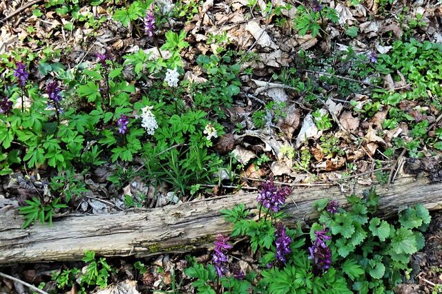 weißer und roter Hohler Lerchensporn