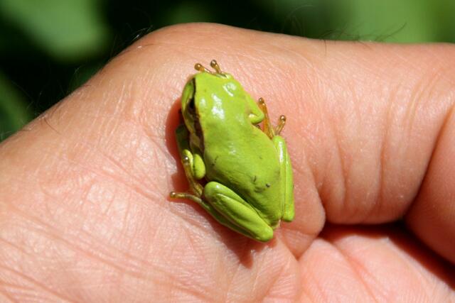 Laubfrosch