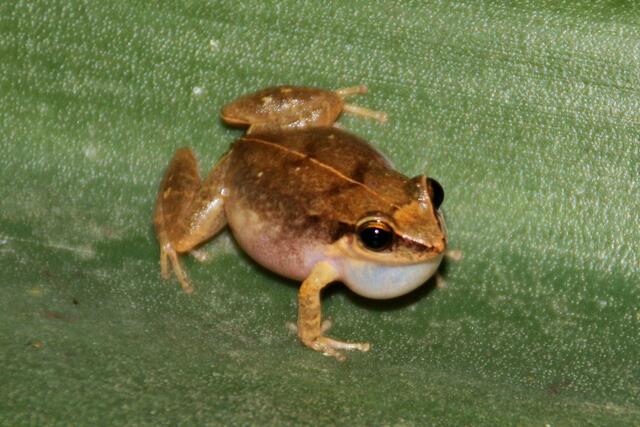 Pfeiffrosch