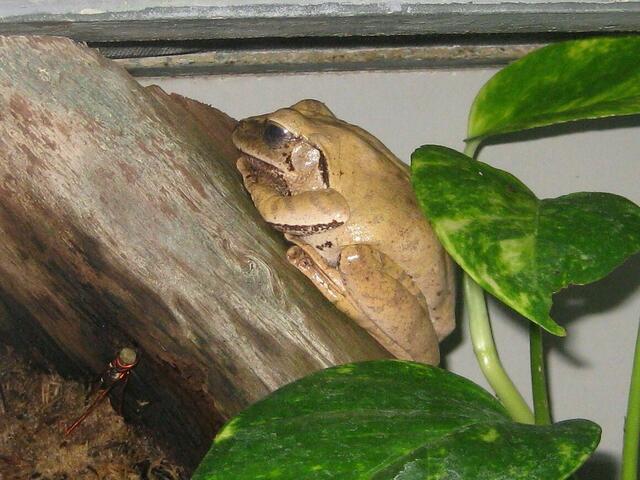 Ochsenfrosch