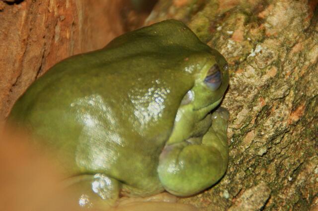 Ochsenfrosch