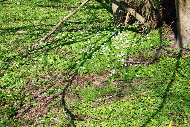 Der ganze Wald ein Blumenteppich