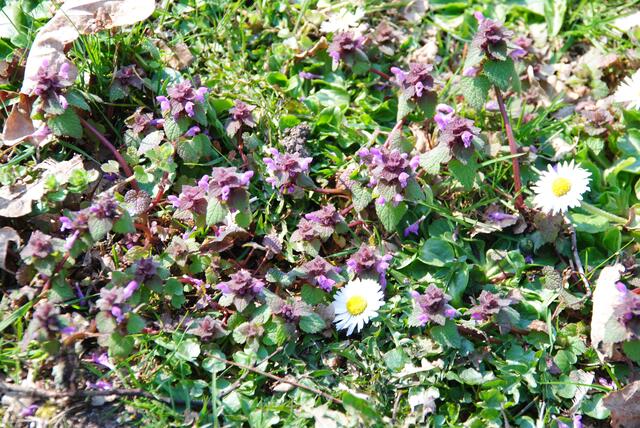Und immer wieder Blüten am Wegesrand