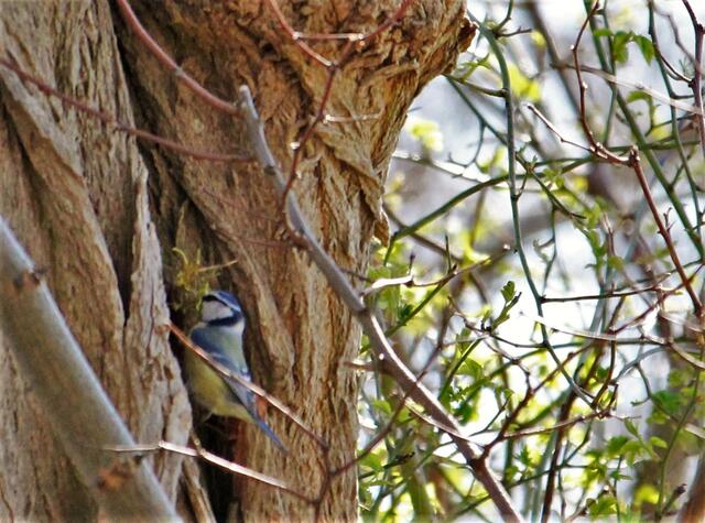 Bringe schon mal was für´s Nest!