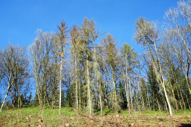 auch hier, am unteren Mühlenweg, müssen noch einige fichten gefällt werden