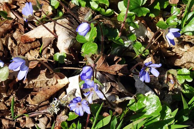 Leberblümchen im Einetal
