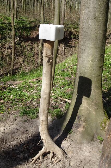 eine Salzlecke am Naturlehrpfad