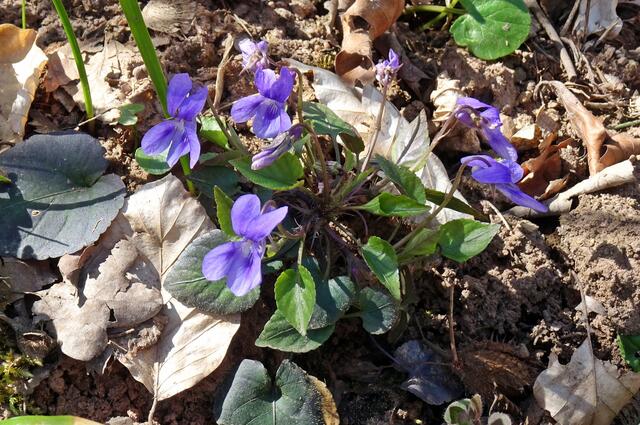 Veilchen am Eskaborner Bergbaulehrpfad