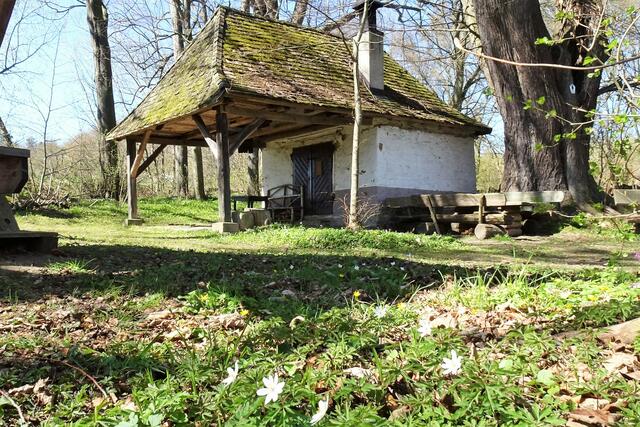 die Gerichtslaube mit der Gerichtslinde