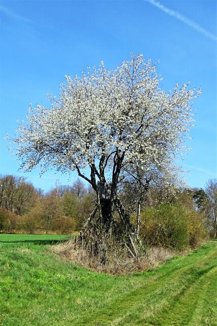 der Hochsitz im Kirschbaum