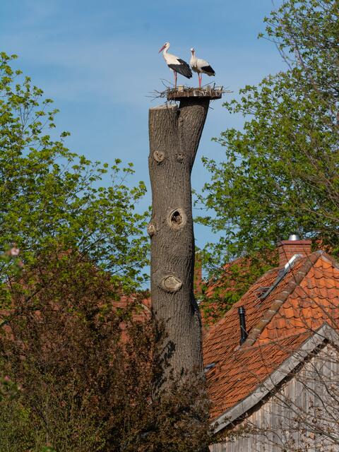 Das Nest im Fährmannsweg, auf einer toten und gekappten Eiche.