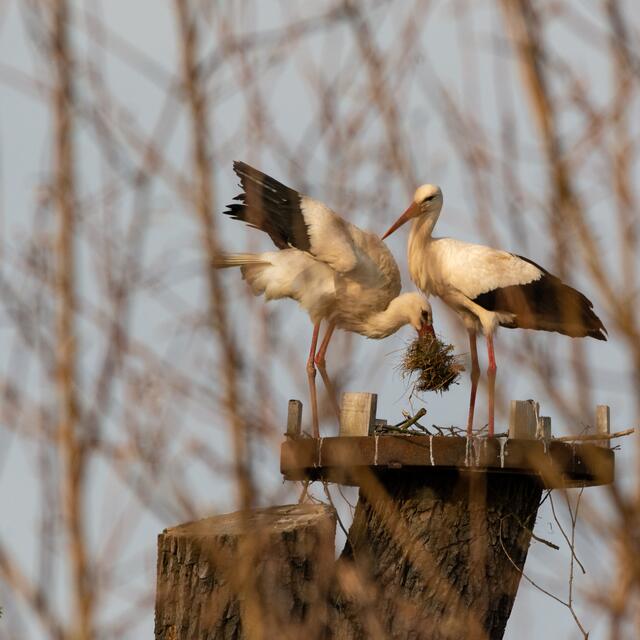 Storch bringt Grasbüschel