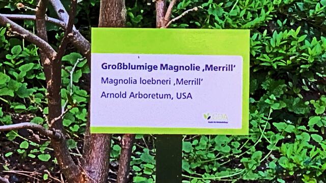 12. April 2020. Der erste Flieder in unserem Park!
